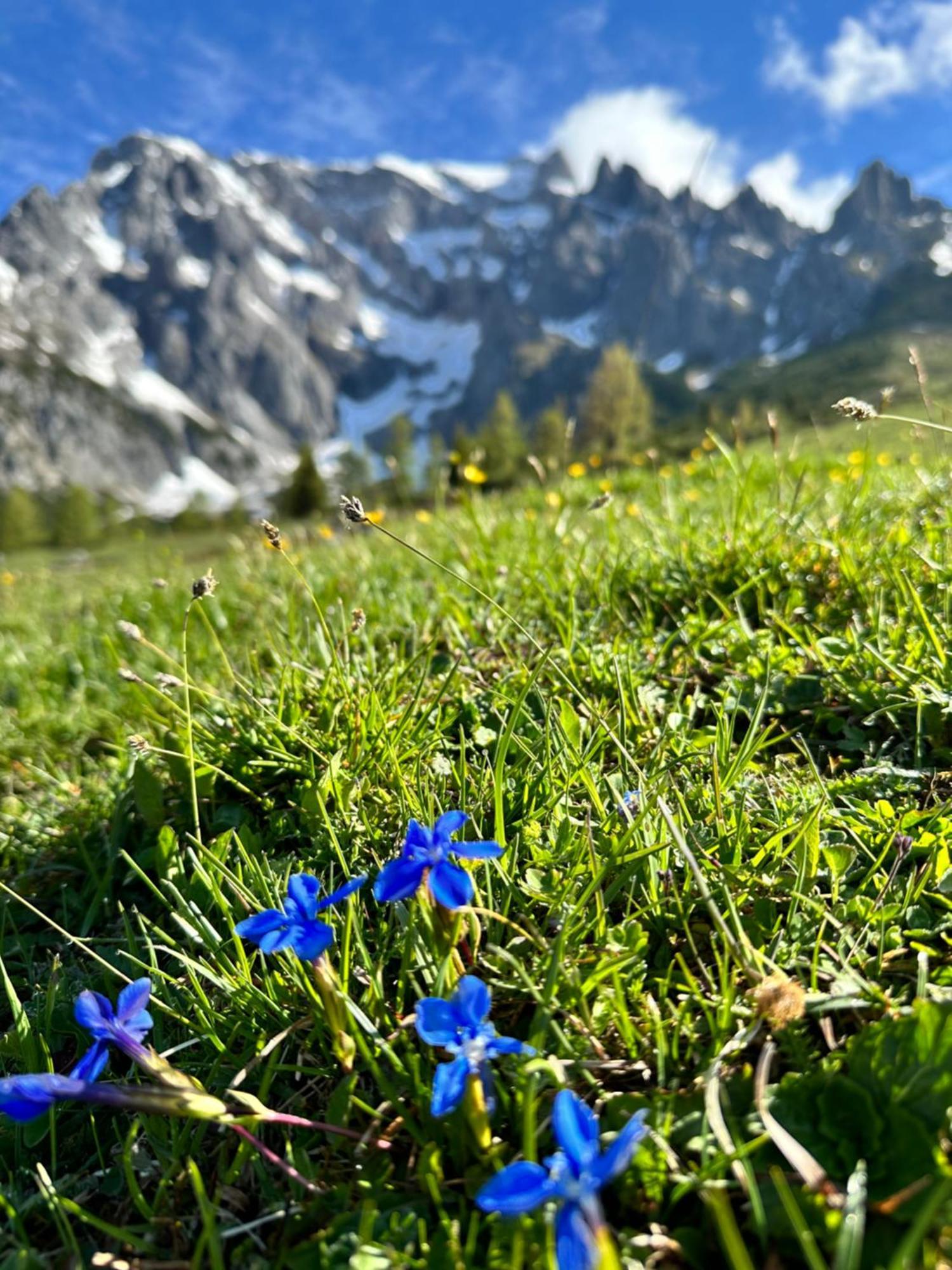 Apart Ursus Hinterthal Maria Alm am Steinernen Meer Dış mekan fotoğraf